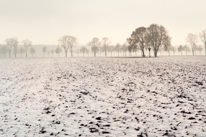 Trees in Foggy Winter Landscape