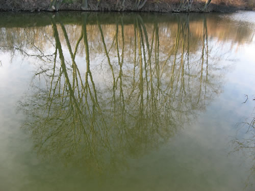 trees-in-mirror