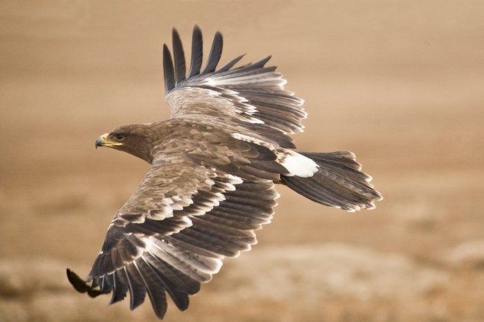 The Steppe Eagle