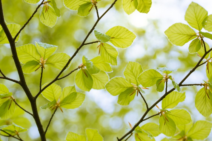 Spring Leafs