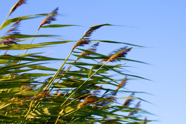 blowing-in-the-wind-1355984-639x426
