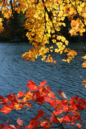 foliage-color-1359214