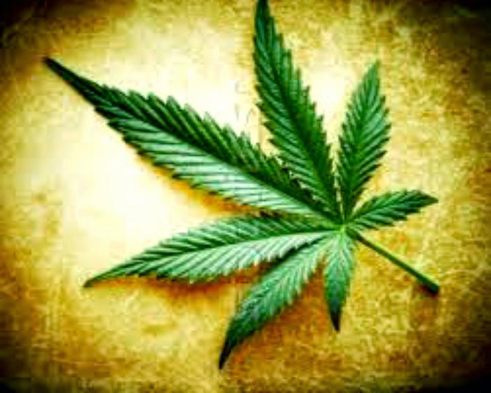 Cannabis Healing Kaneh Bosm