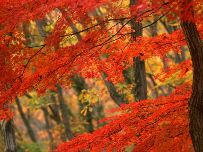 tree-autumn-trunk-leaflets-bends-orange