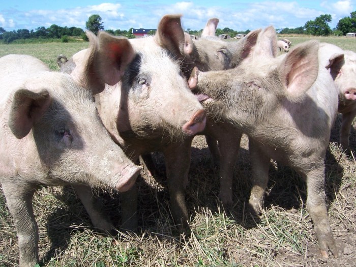 pigs-1560637-1600x1200