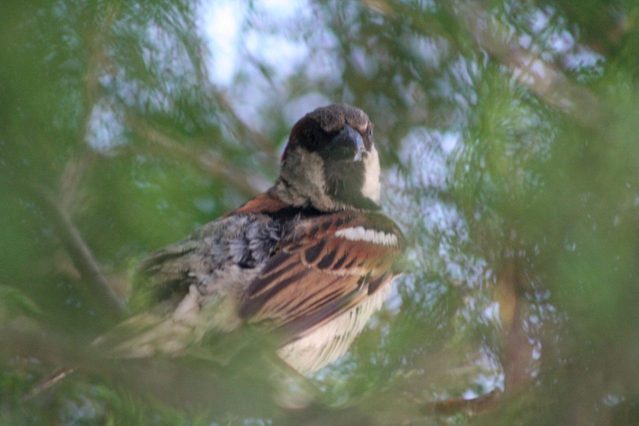 hidden-sparrow-1549262-639x426