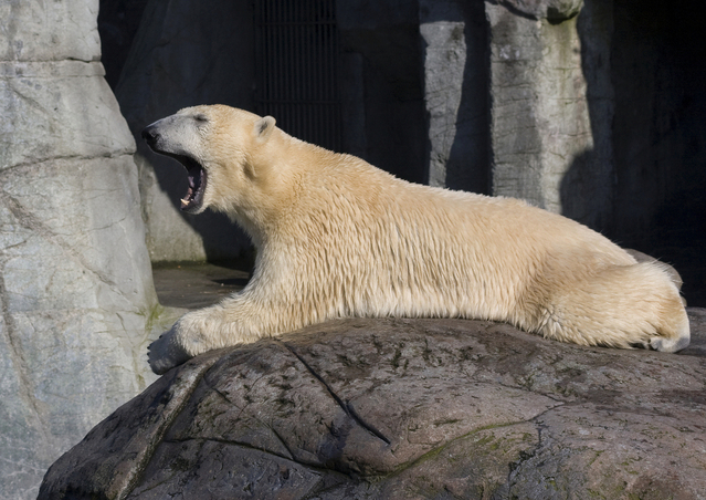icebear-1355667-639x451
