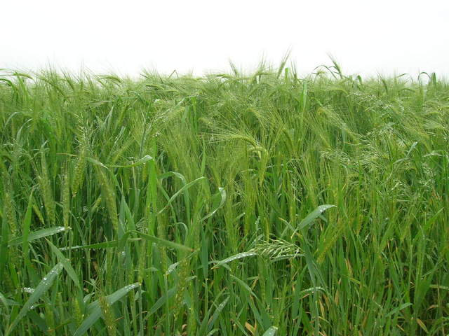 rainy-fields-1-1372478-640x480