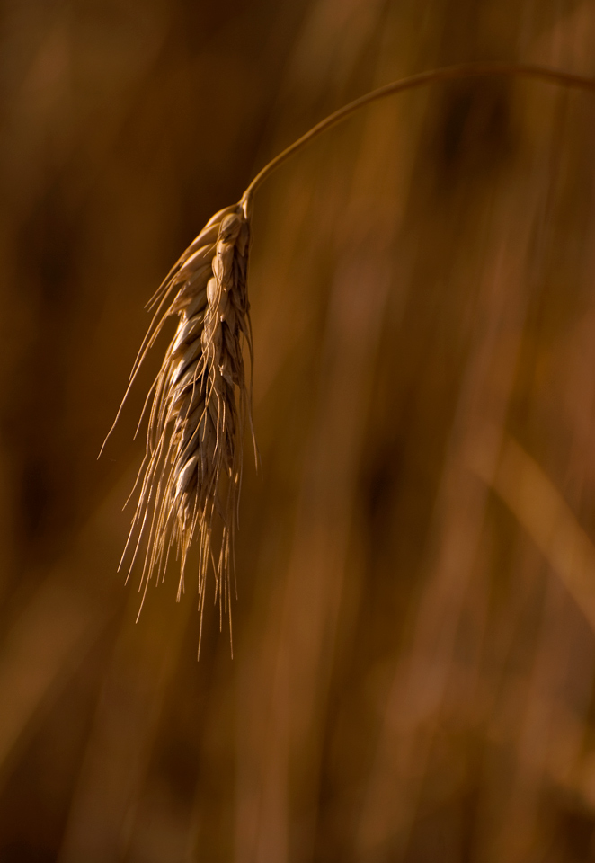 ears-of-cereal-1622597