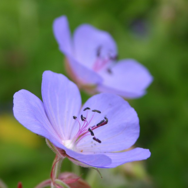 wild-flowers-19-1500397-640x640(1)