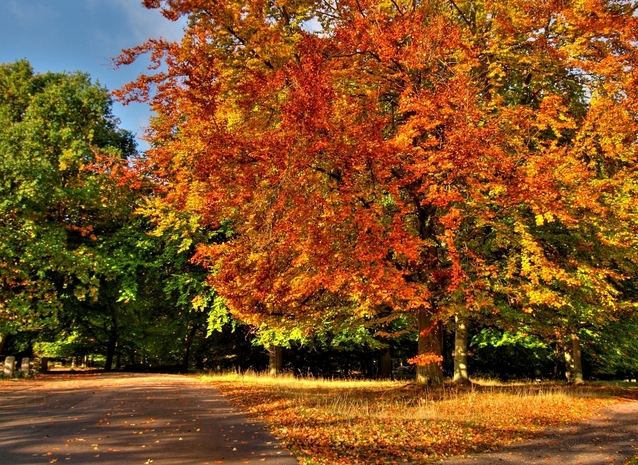 autumn-trees-hdr-1350272-638x465
