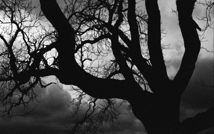 a-tree-1490462-1279x804