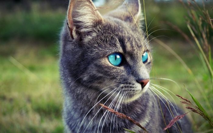tigermis