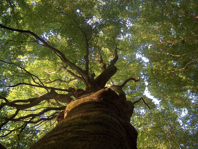 chestnut-tree-1382015-639x481