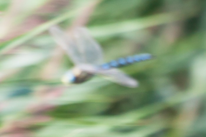 20130806-IMG_2662