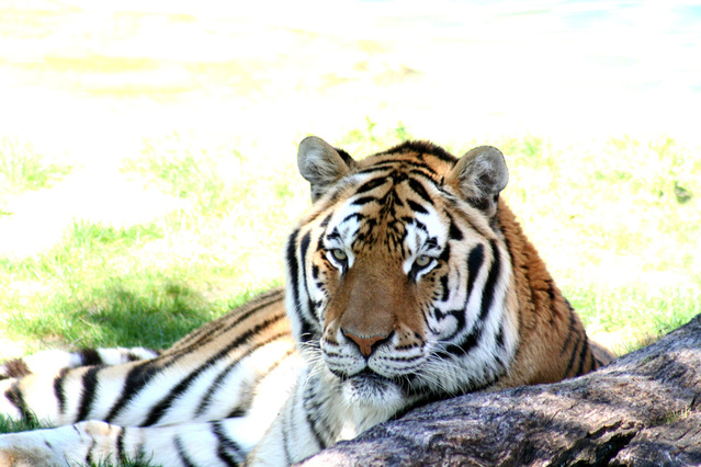 a-big-kitty-1401925-639x426