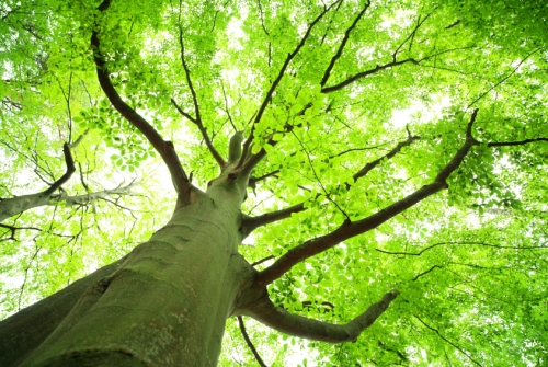 actu_generique_arbre_2