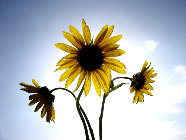 my-three-suns-1379808-640x480