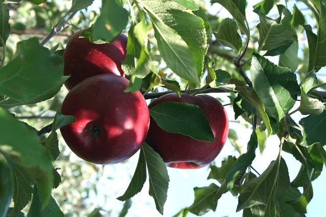 apple-2-1322451-639x426