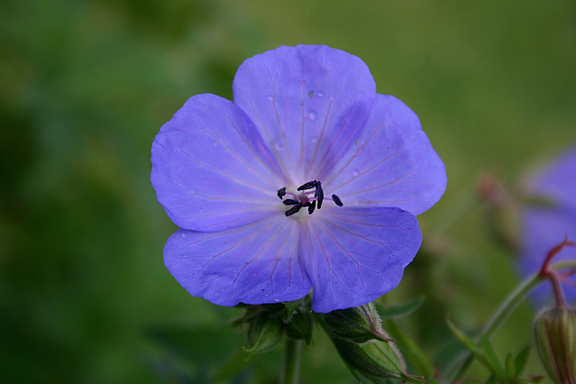 wild-flower-1-1405151-639x426