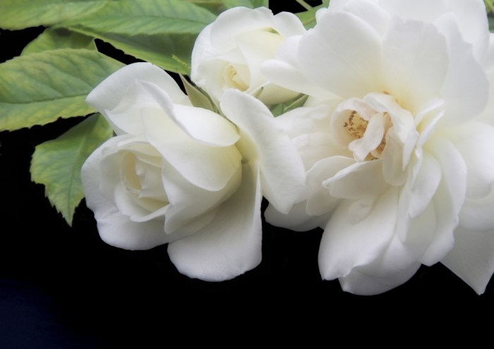 white-roses-1395254