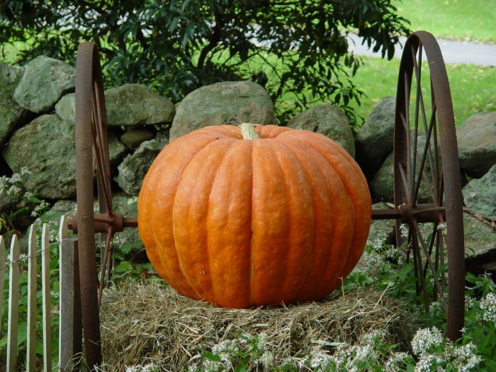 large-pumpkin-1387927-1280x960
