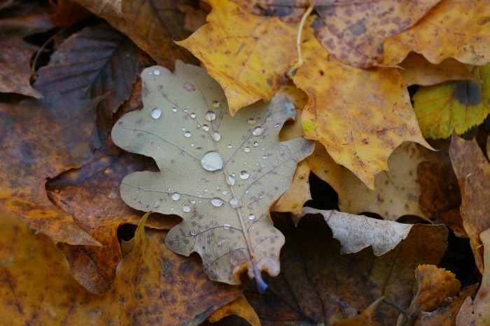 leaf-3138090_1920