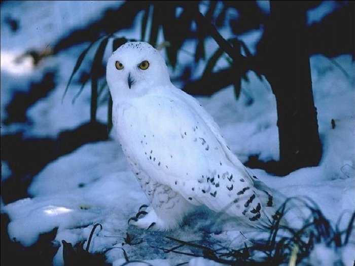 white-owl-1257298