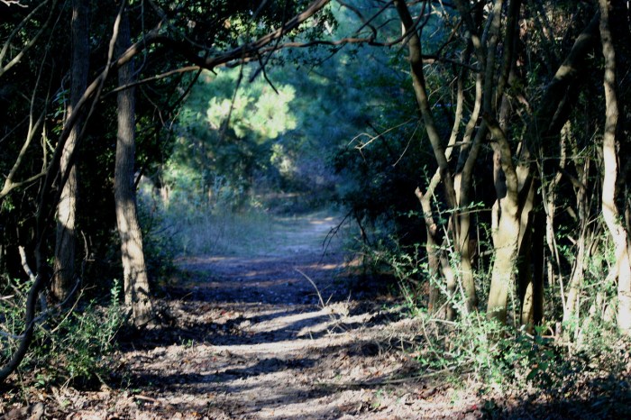 fairytale-path-1313459-1279x852(1)