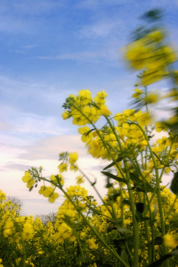 canola-in-the-wind-1176251-1280x1920