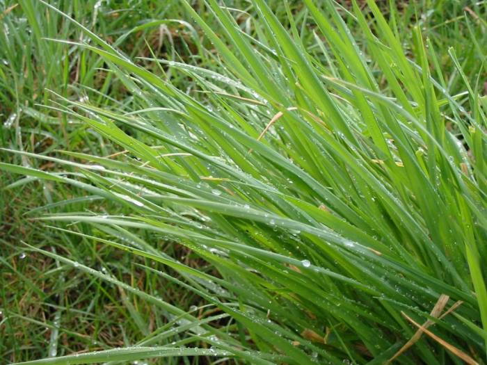 gras-1521264