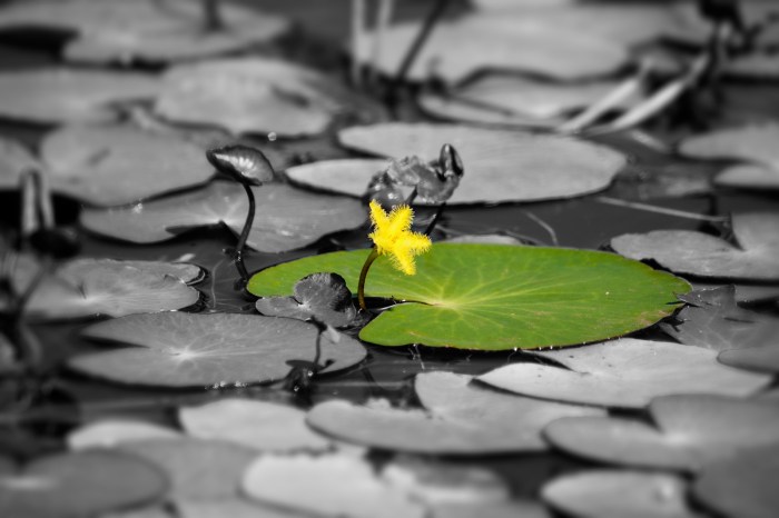 water-lily-1340191-1599x1066