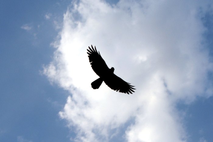 high-fly-1311680-1599x1066