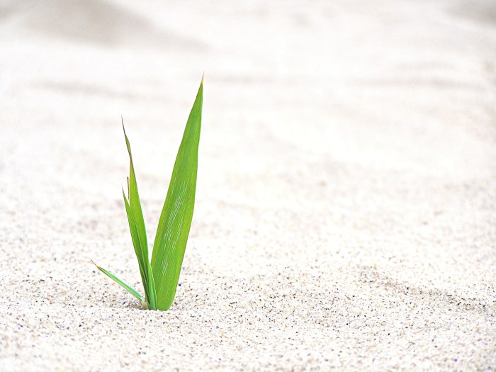 sand-straw-1392579-1600x1200