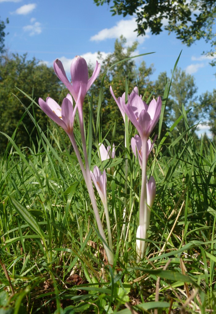 Colchicum_autumnale_180808