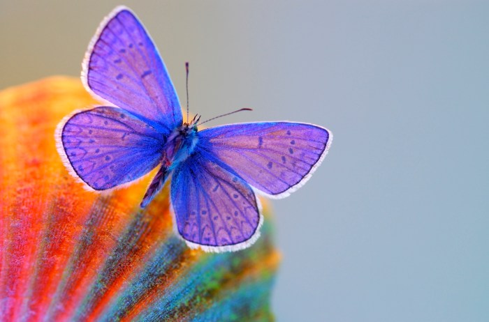 butterfly-1390143-1599x1056