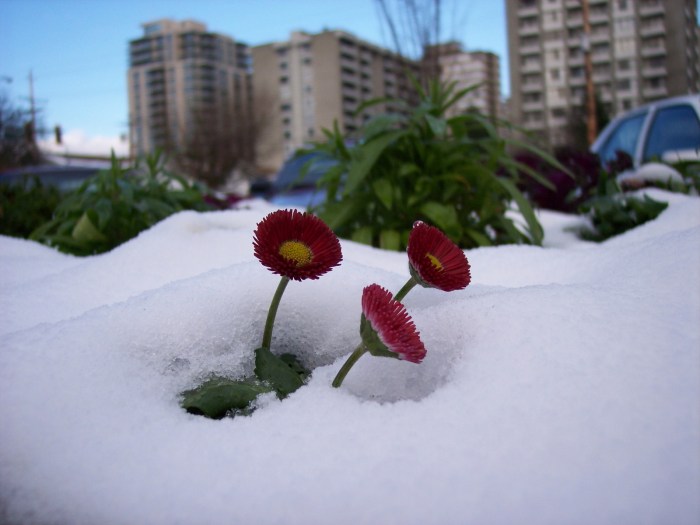 snow-daisies-1362277-1600x1200