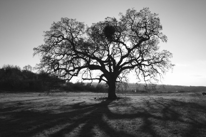 oak-tree-1484449