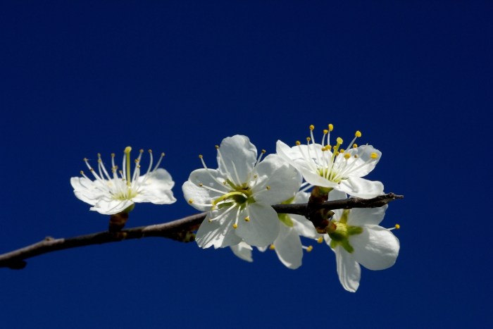 SONY DSC