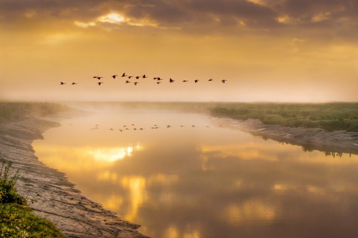 birds-in-flight-5366034_1920