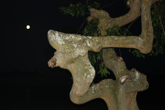 IMG_4460