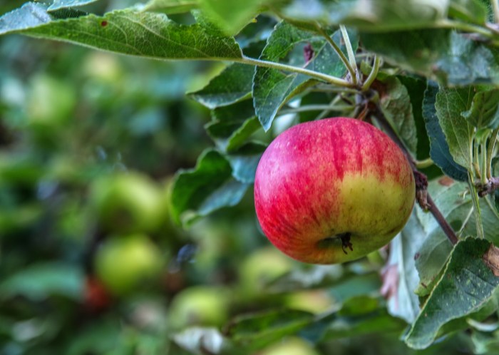 nature-3615675_1920